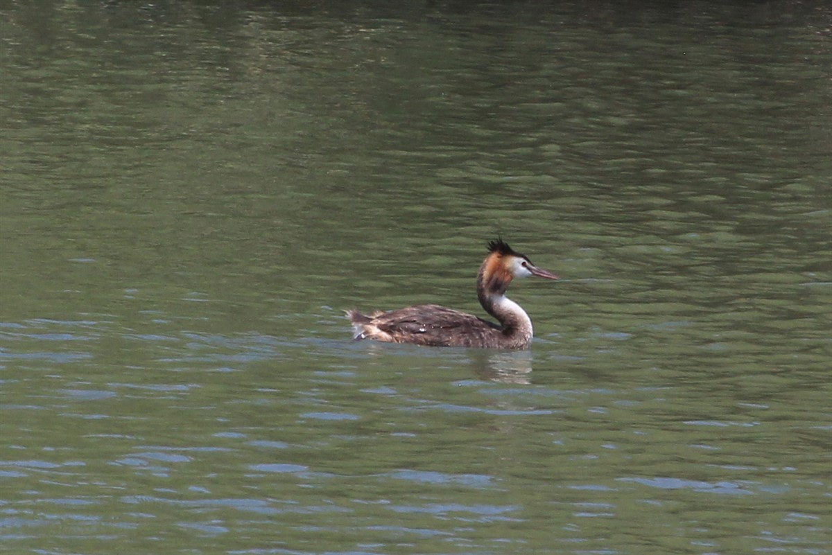 Great Crested Grebe - ML168572001