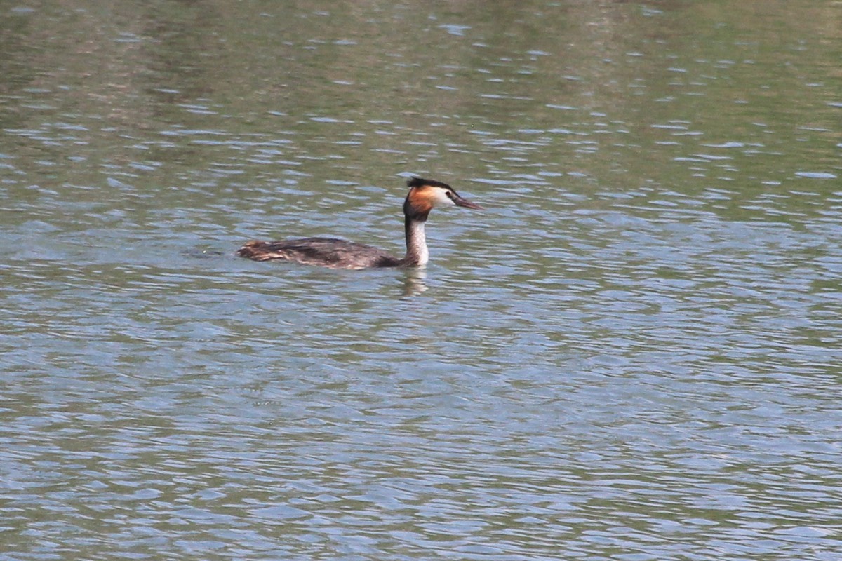 Great Crested Grebe - ML168572031