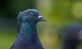 Rock Pigeon (Feral Pigeon), ML168573941