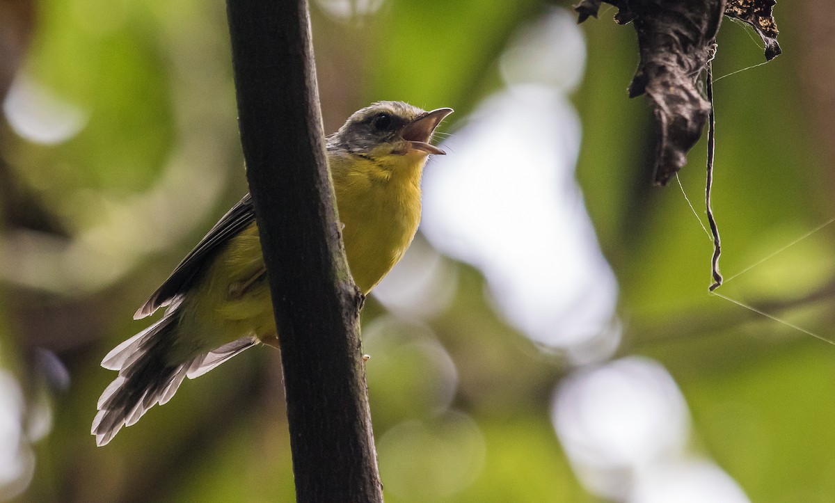 Golden-crowned Warbler - David Monroy Rengifo