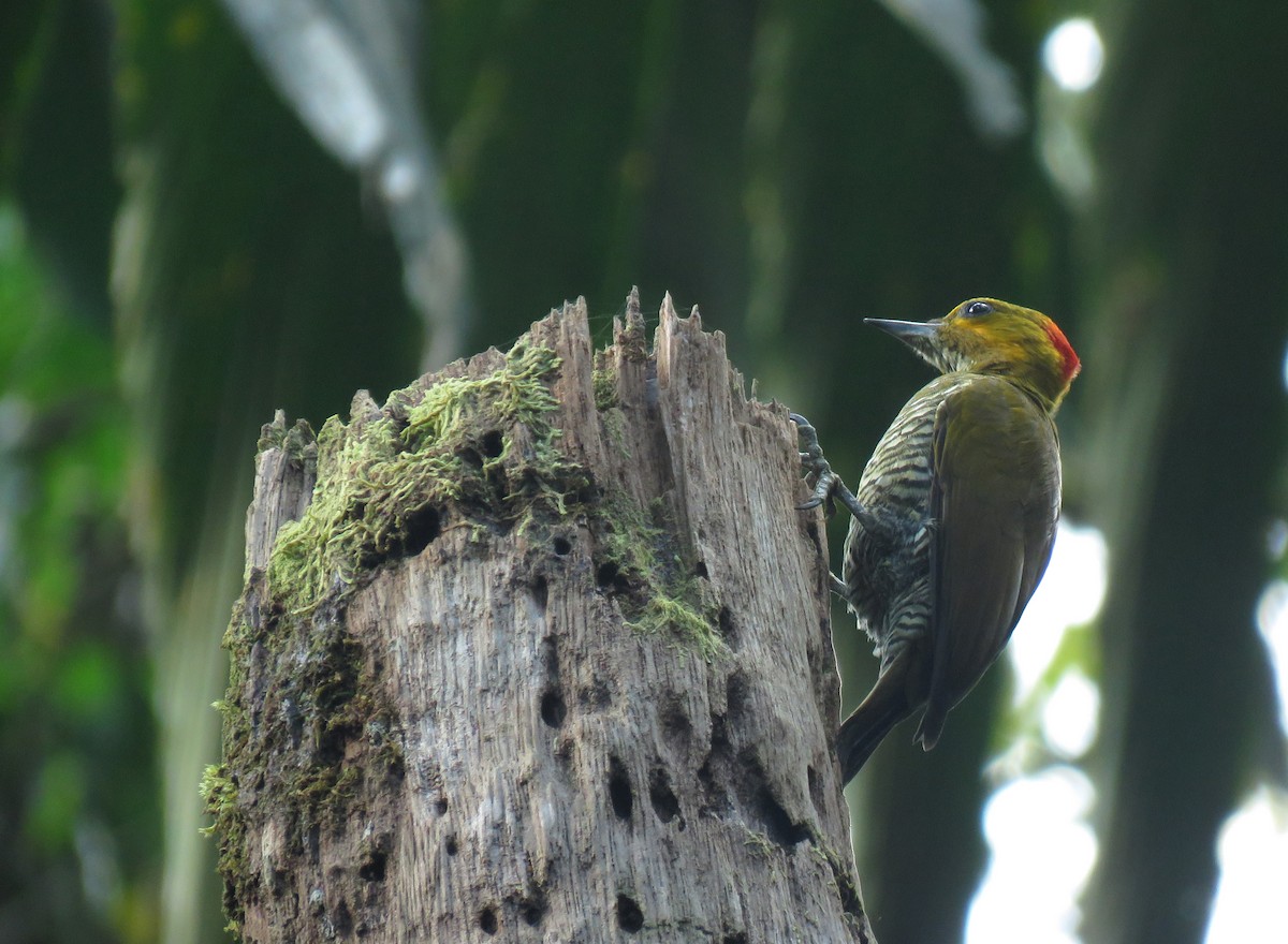 White-throated Woodpecker - ML168581881
