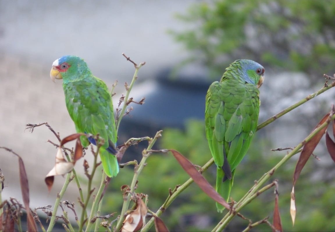 White-fronted Parrot - ML168582661