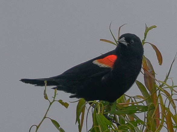 Red-winged Blackbird - ML168586181