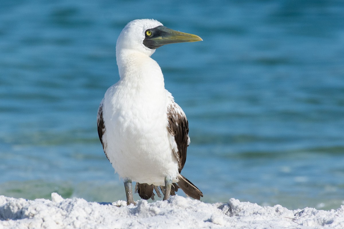Masked Booby - ML168587481