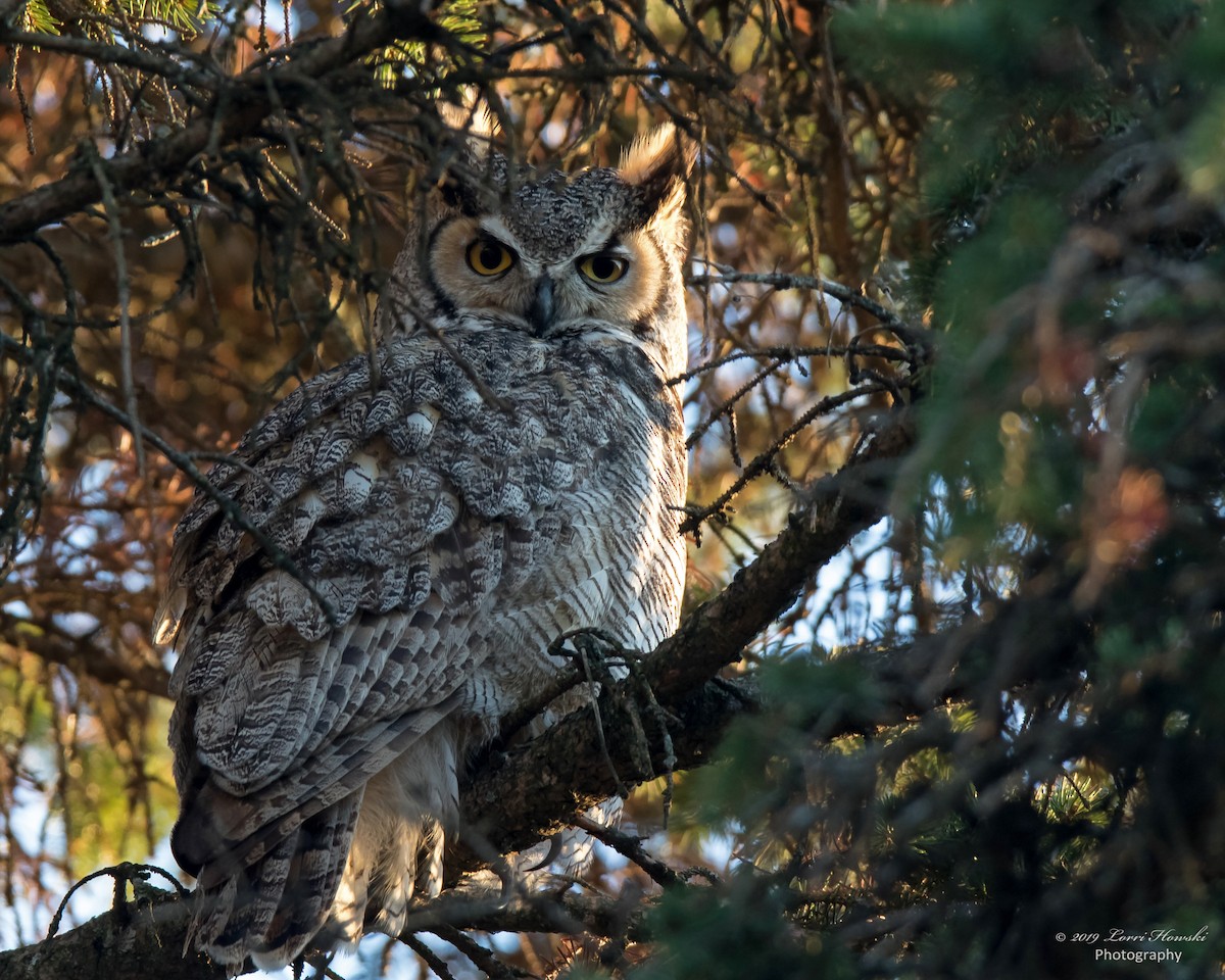 Great Horned Owl - Lorri Howski 🦋