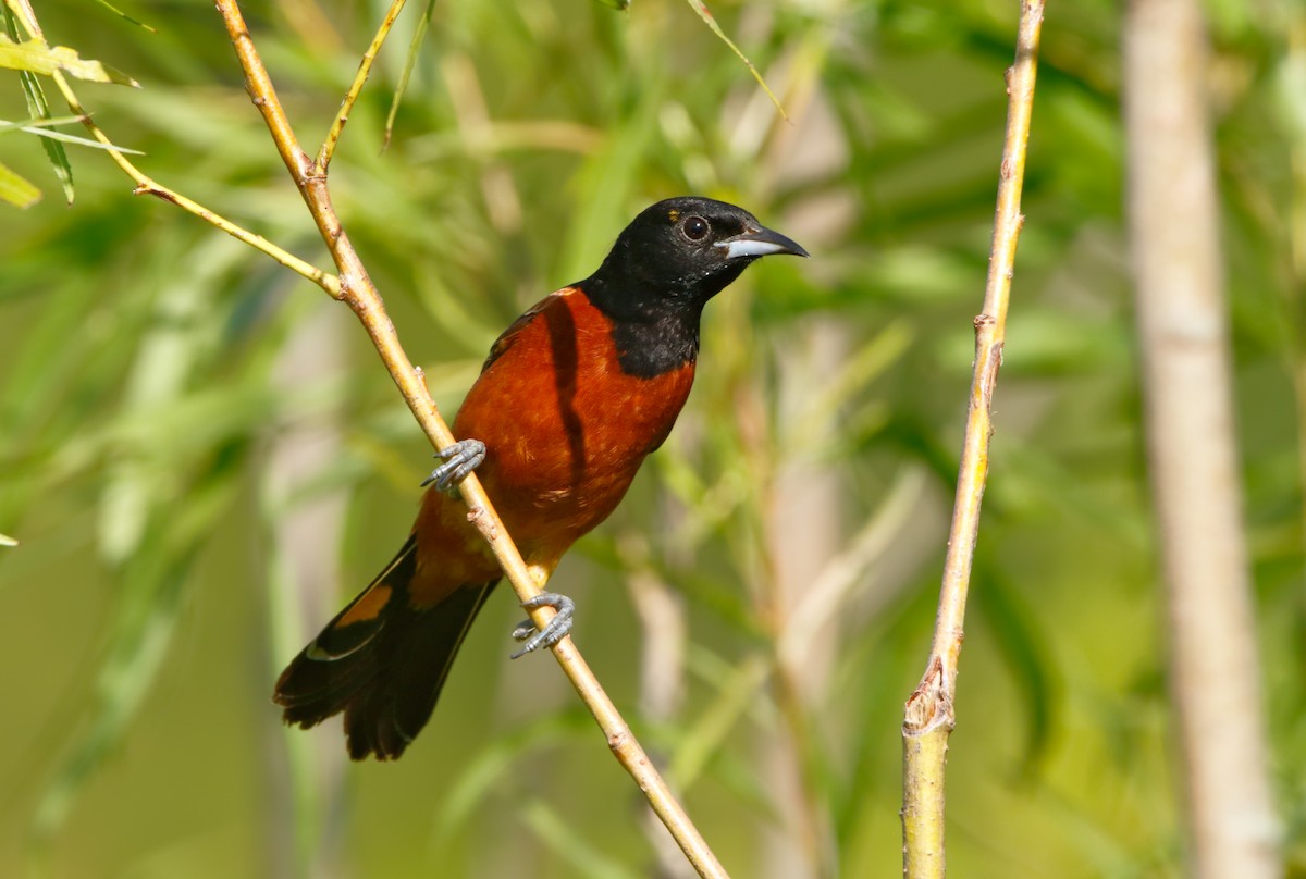 Orchard Oriole - Michael Brown