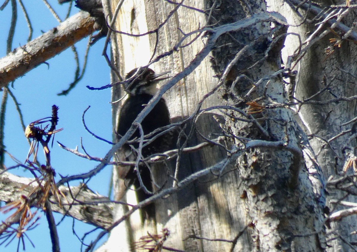 Black-backed Woodpecker - ML168590091
