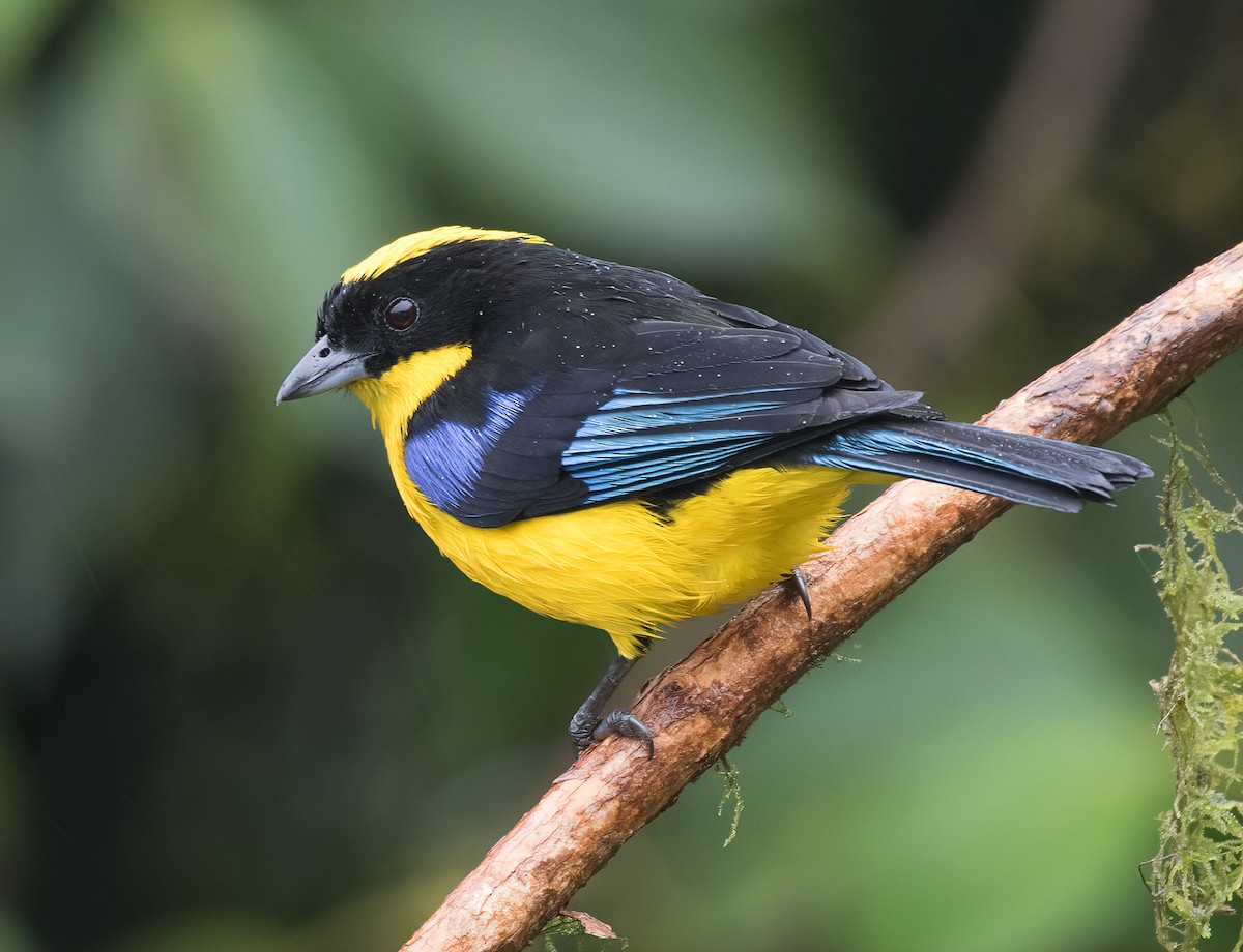 Blue-winged Mountain Tanager - ML168591131