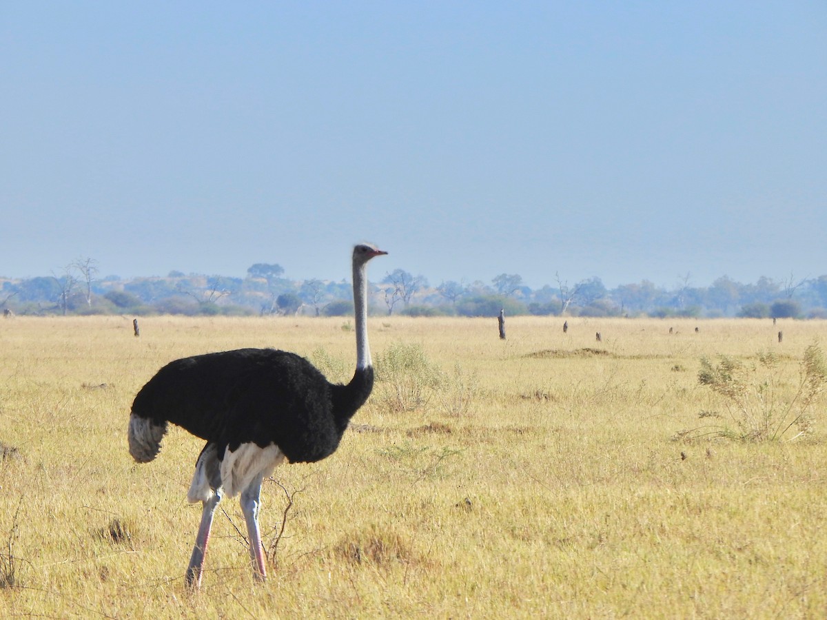 Common Ostrich - Kalin Ocaña