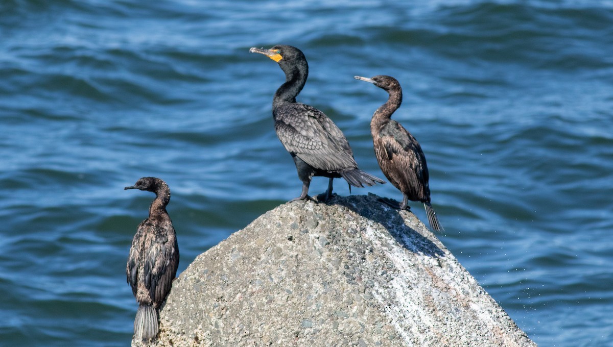 Double-crested Cormorant - Rob Fowler