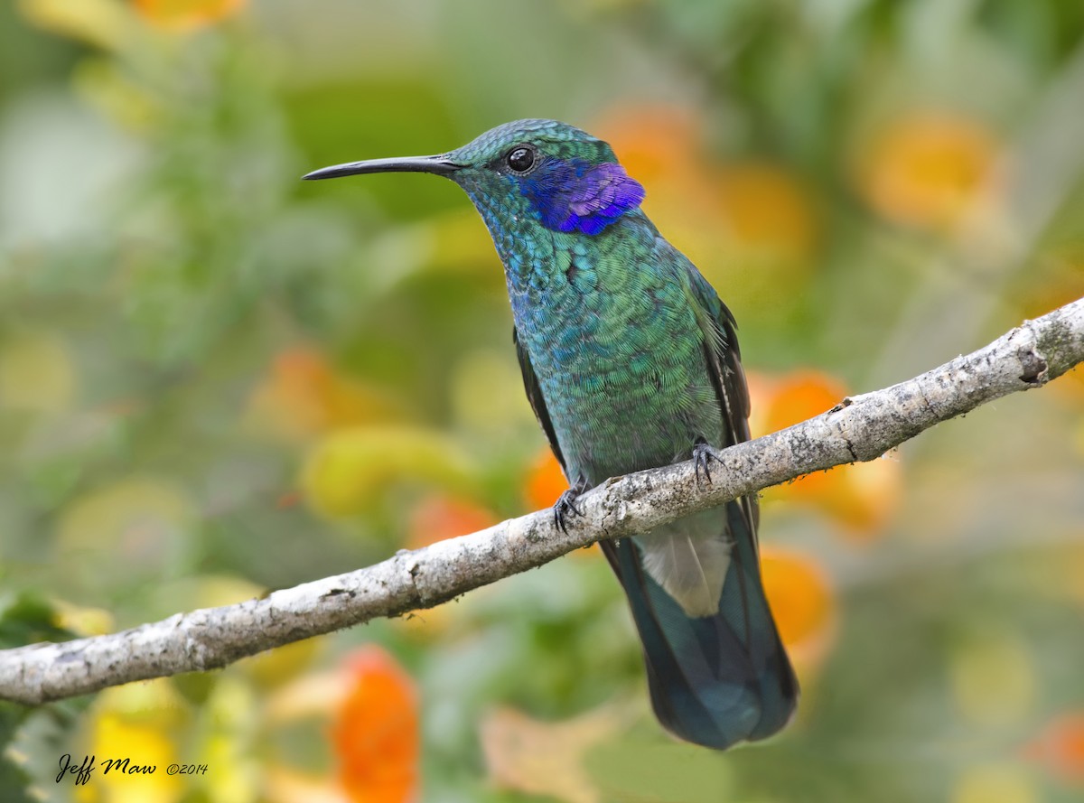 kolibřík modrouchý - ML168595881