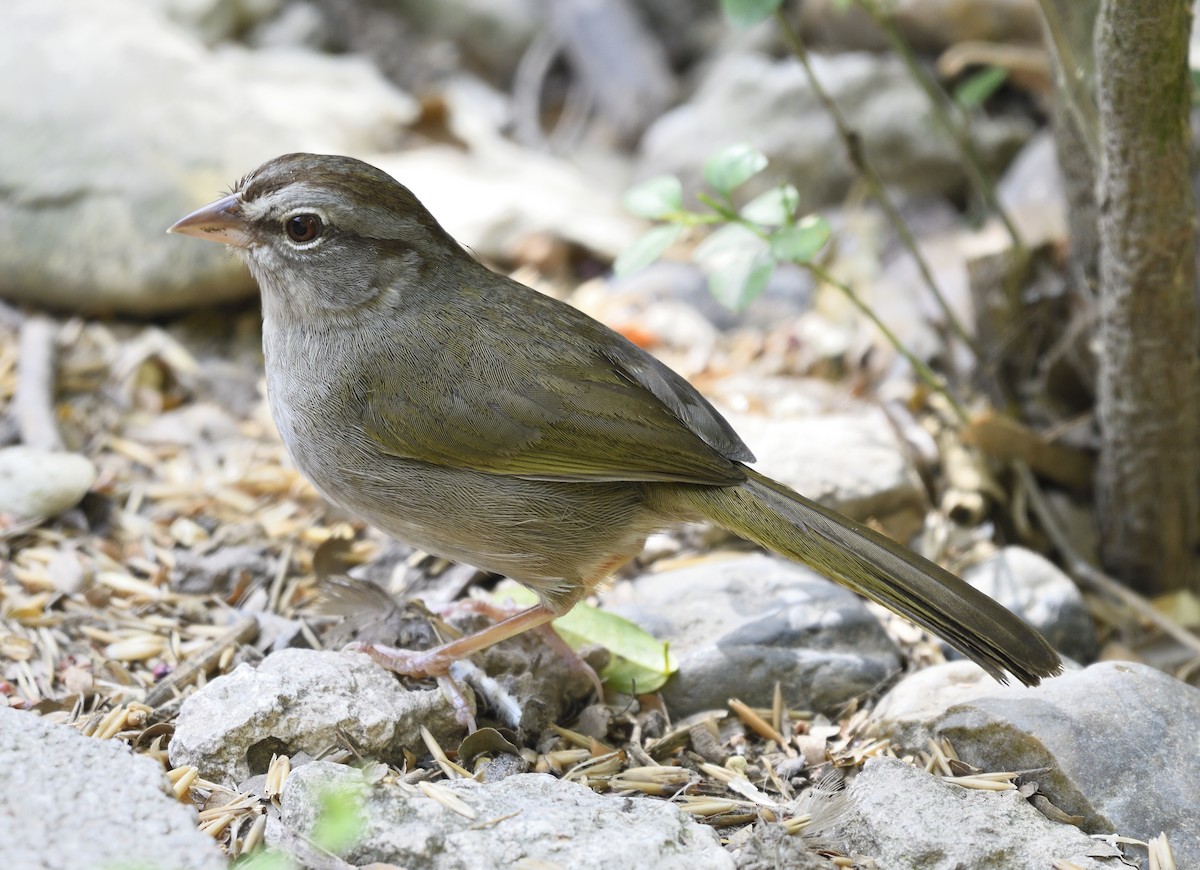 Olive Sparrow - ML168597711