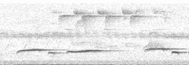 Кукавка австралійська (підвид sepulcralis/everetti) - ML168598