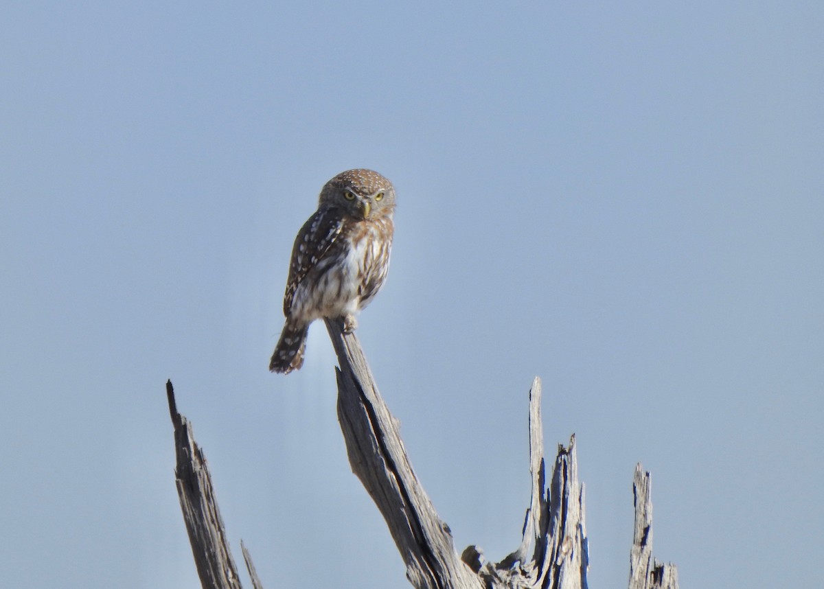 Pearl-spotted Owlet - ML168598131