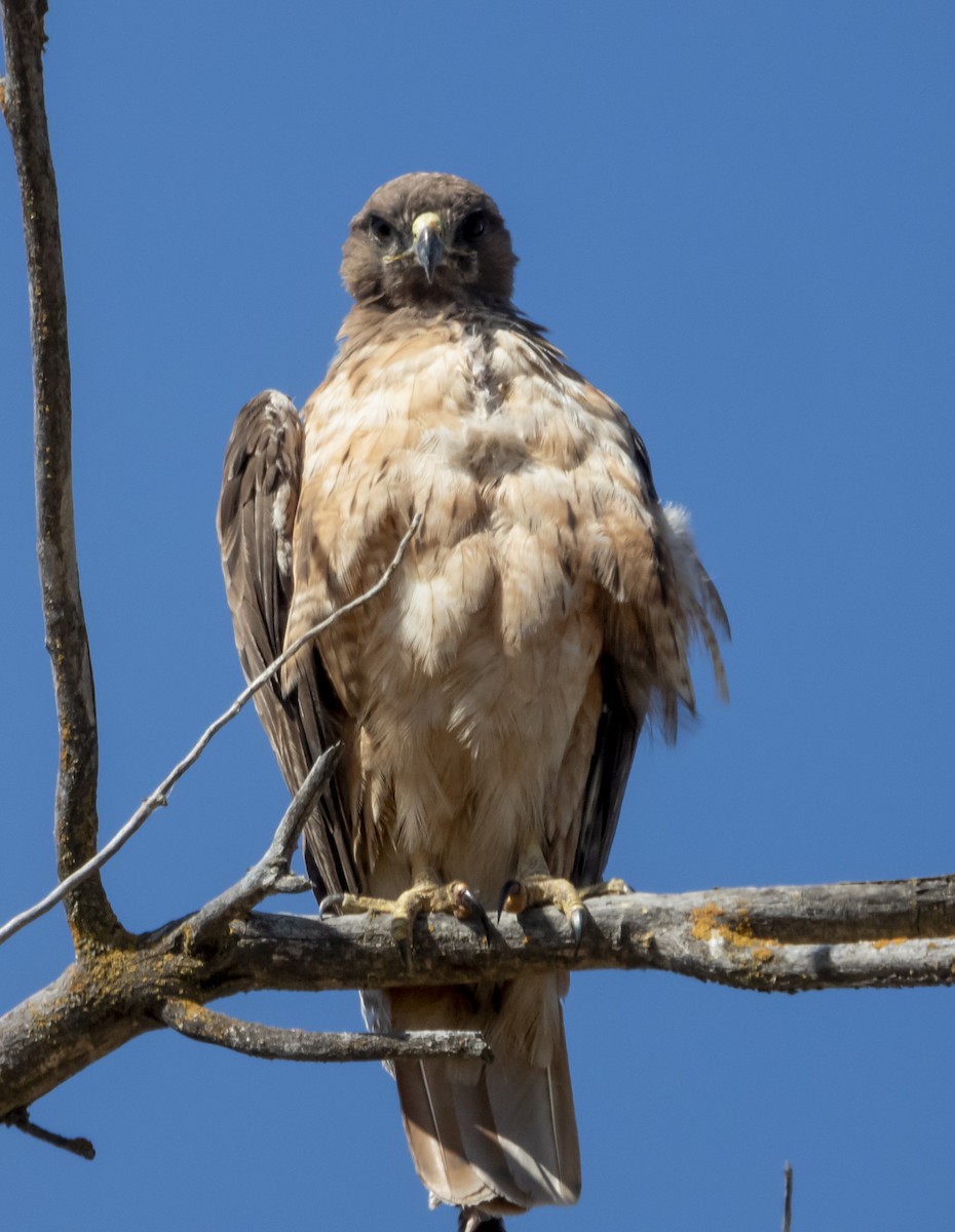 Red-tailed Hawk - ML168600271