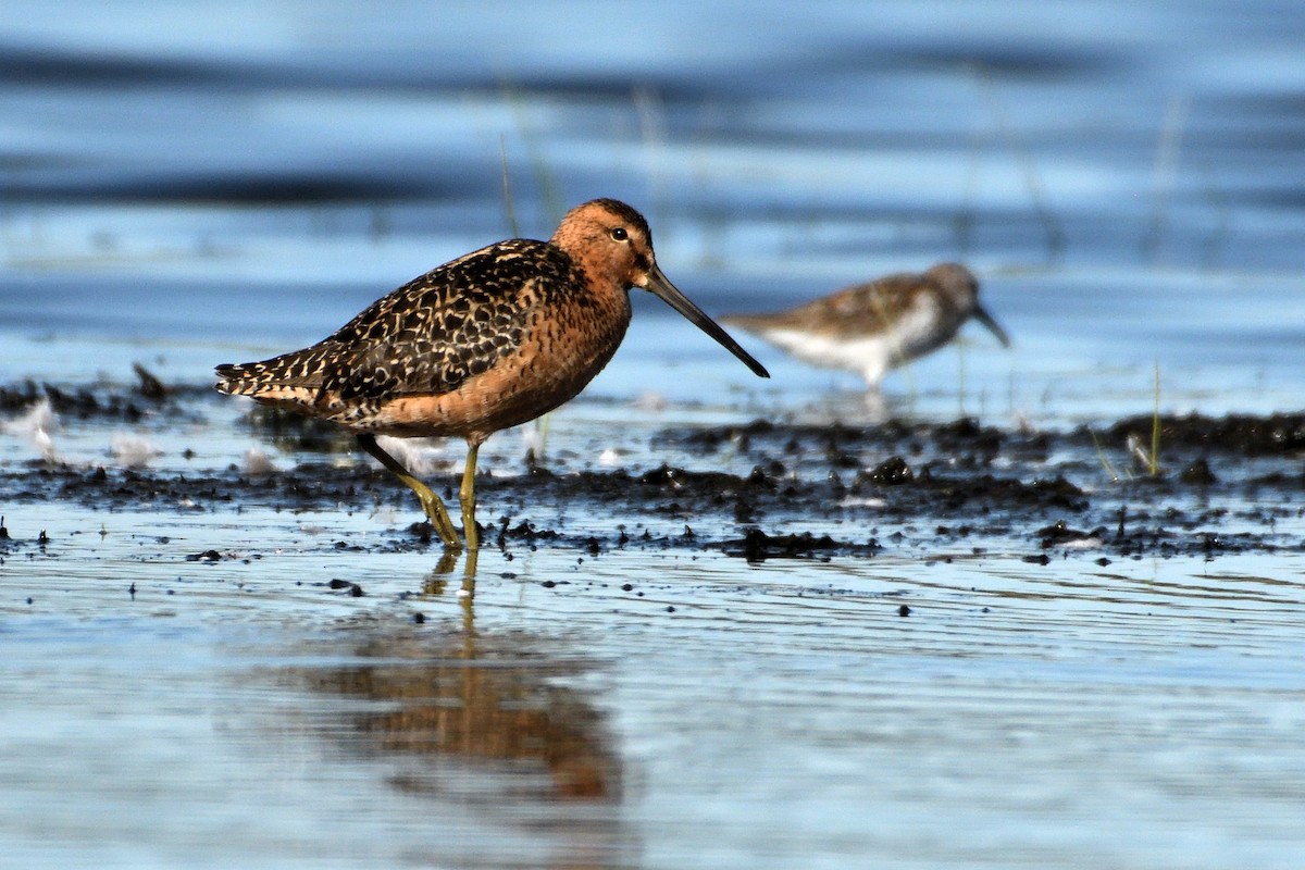 Long-billed Dowitcher - James Moodie