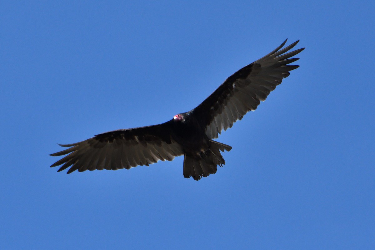 Turkey Vulture - James Moodie