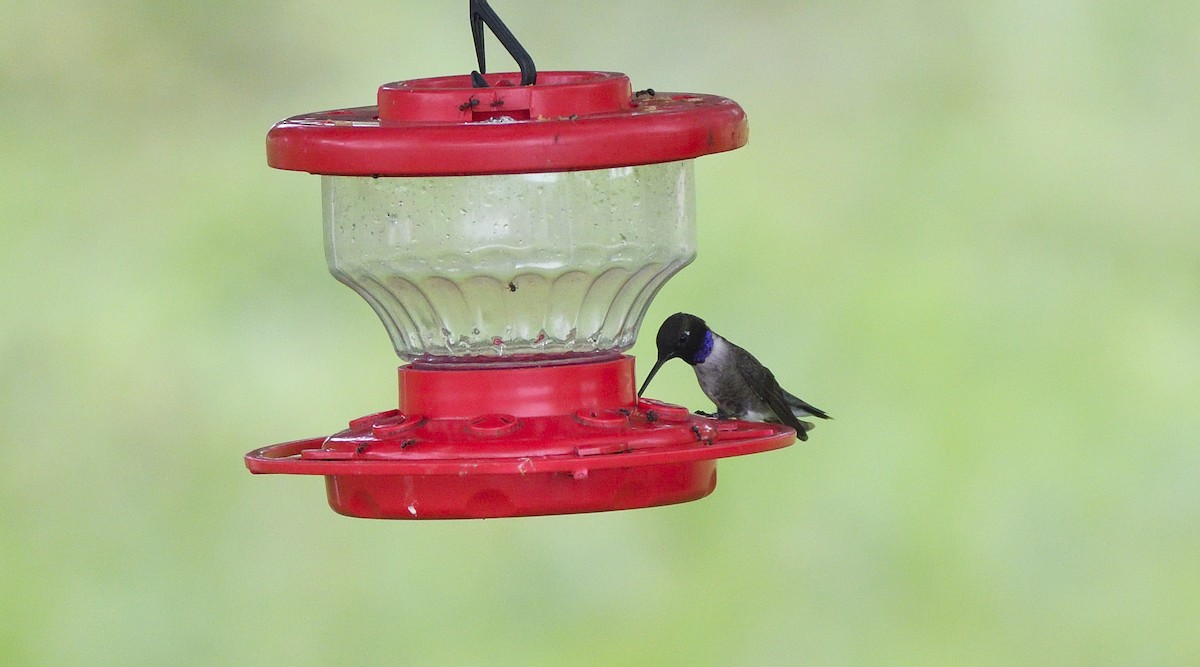 Black-chinned Hummingbird - ML168603651