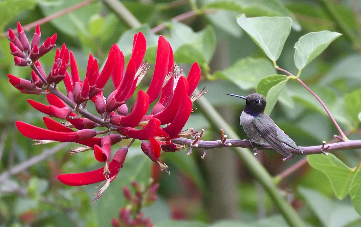 Black-chinned Hummingbird - ML168603691