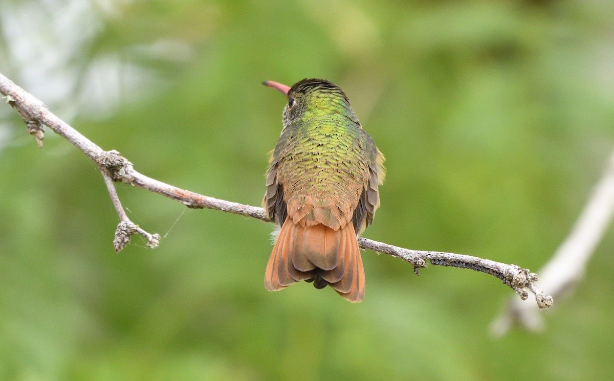 Buff-bellied Hummingbird - ML168603971