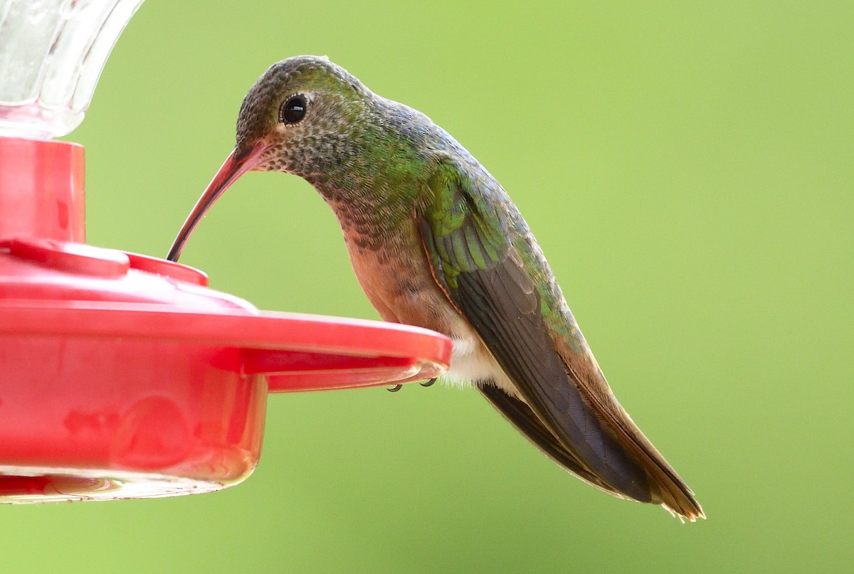 Buff-bellied Hummingbird - ML168603991