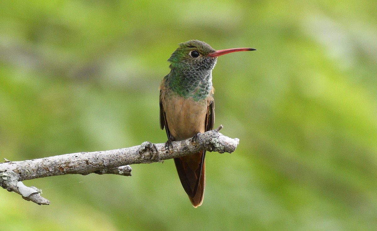 Buff-bellied Hummingbird - ML168604501