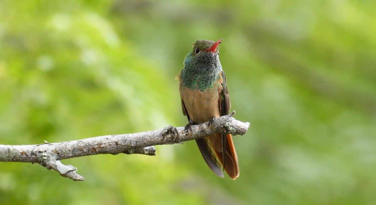 Buff-bellied Hummingbird - ML168604521