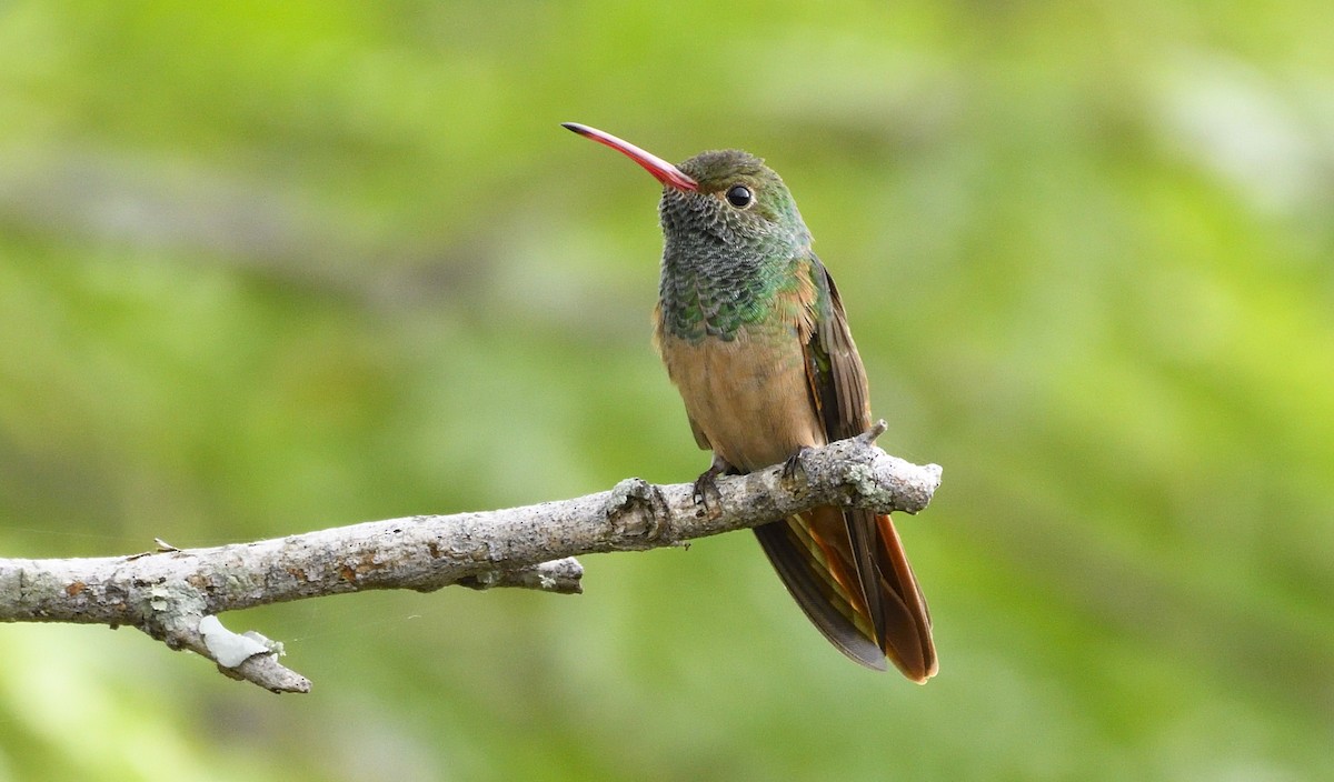 Buff-bellied Hummingbird - ML168604531