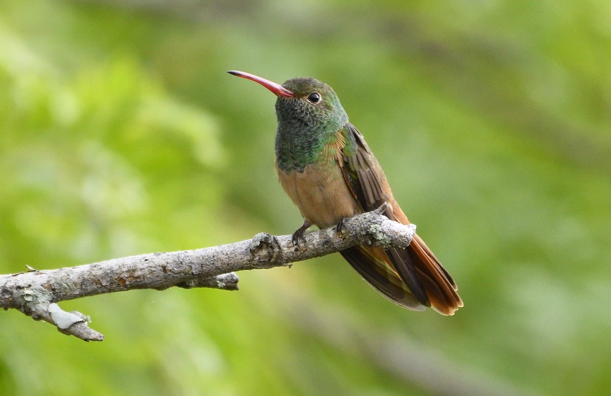 Buff-bellied Hummingbird - ML168604541