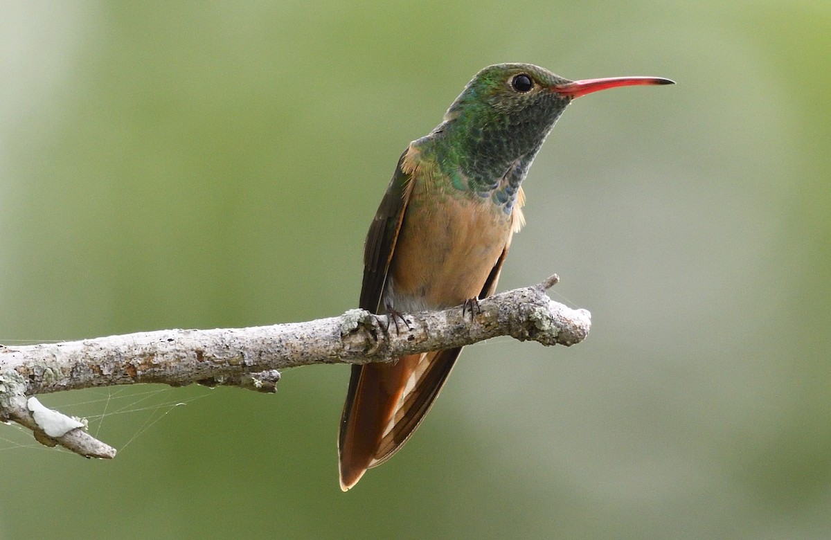 Buff-bellied Hummingbird - Steve Butterworth