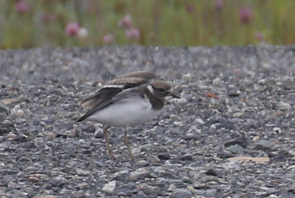 Common Ringed Plover - Donna Pomeroy