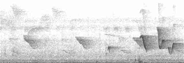 Белоухий крапивник - ML168617901