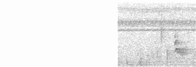 White-chested Babbler - ML168618071