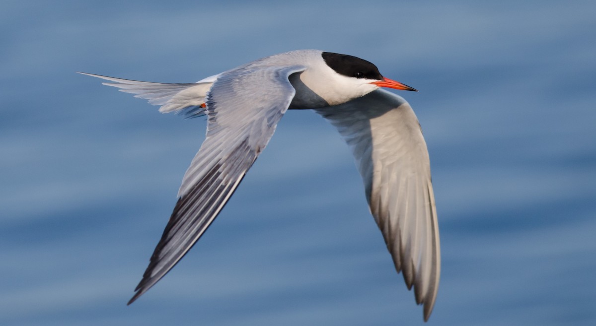 Common Tern - ML168619831