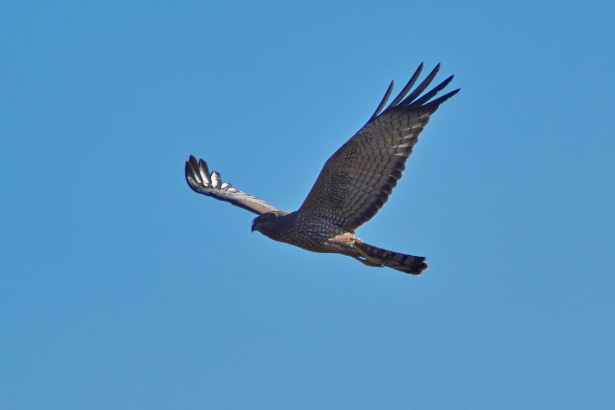 Spotted Harrier - ML168621091