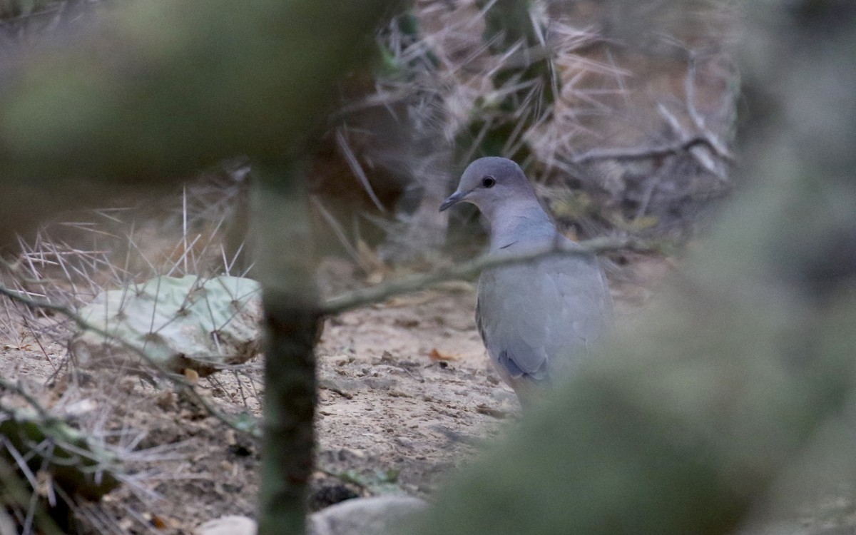 White-tipped Dove (brasiliensis Group) - ML168622331