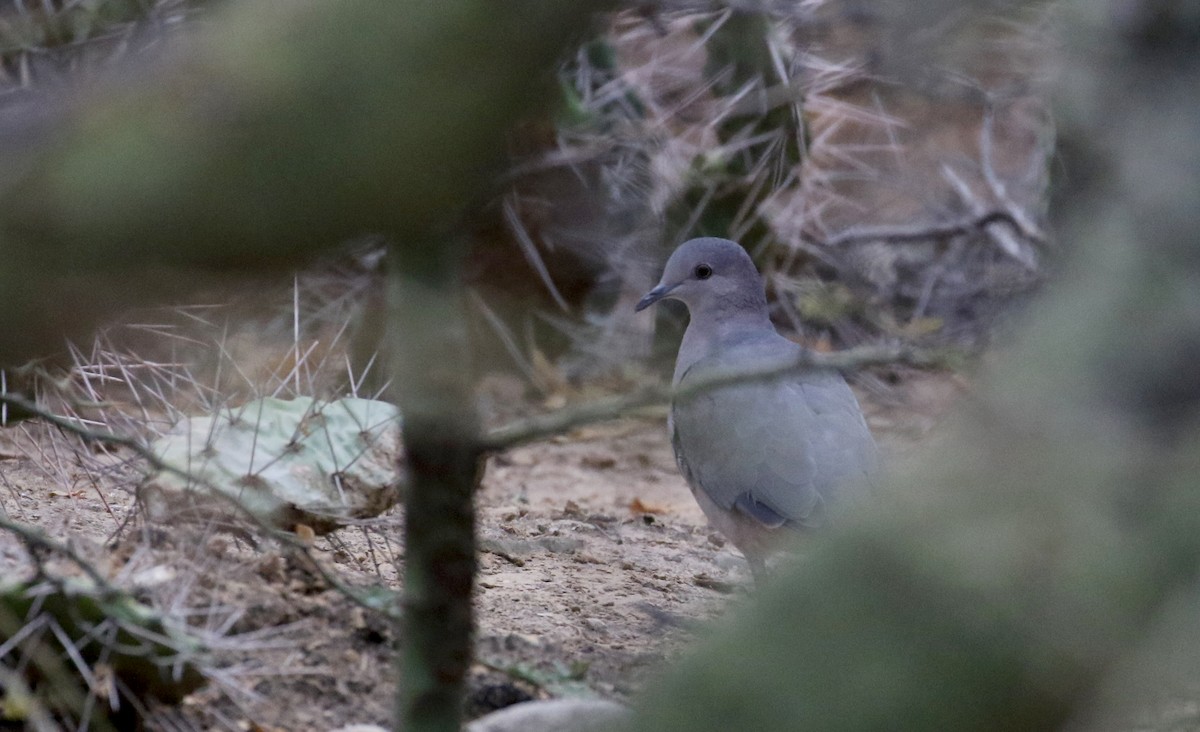 White-tipped Dove (brasiliensis Group) - ML168622341