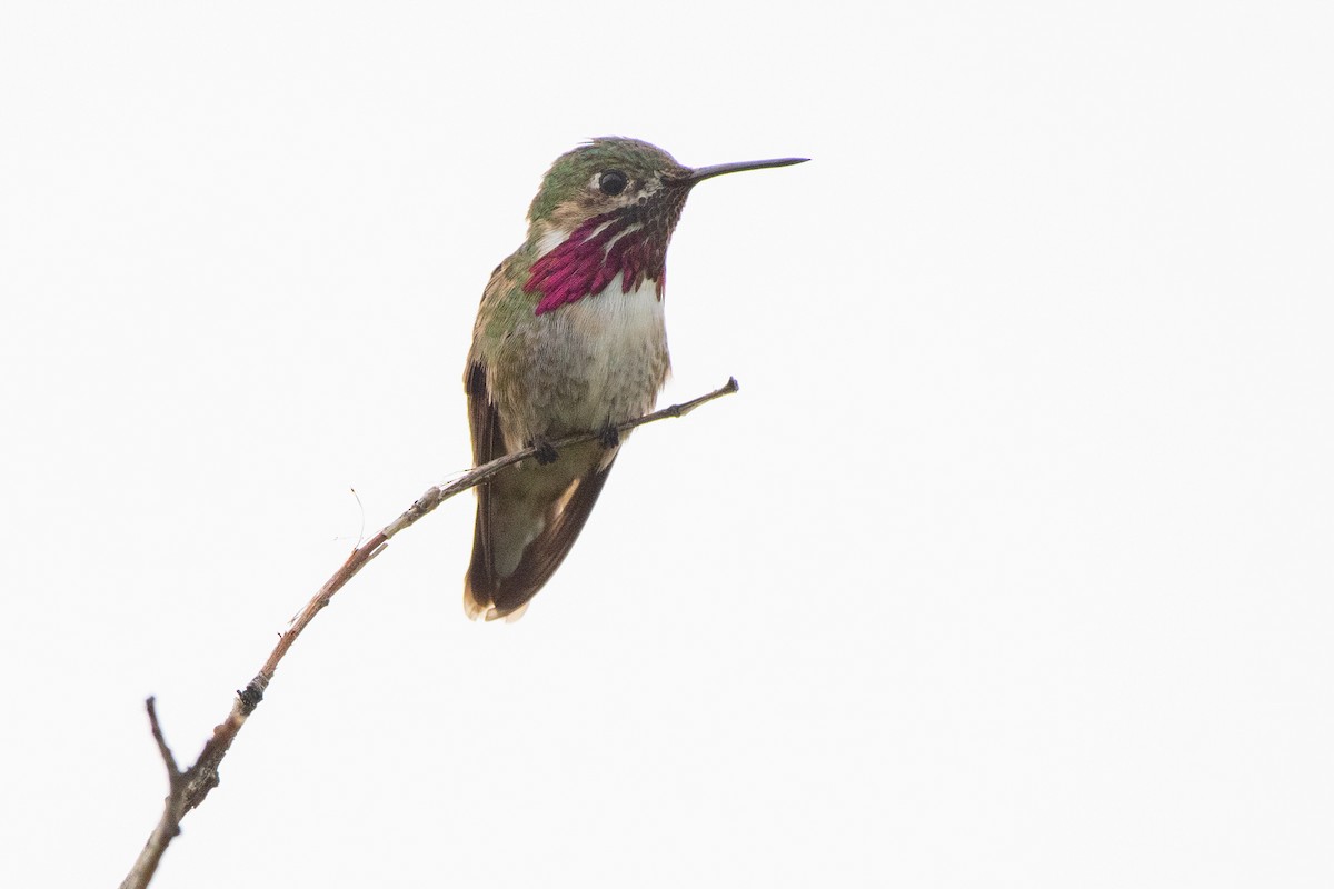 Calliope Hummingbird - ML168623911