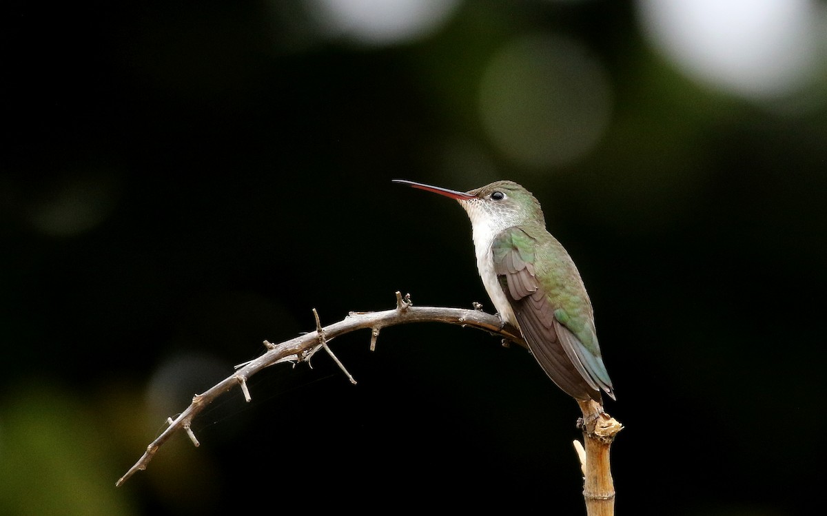 White-bellied Hummingbird - Jay McGowan