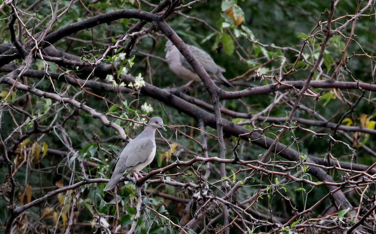 White-tipped Dove (brasiliensis Group) - ML168624751