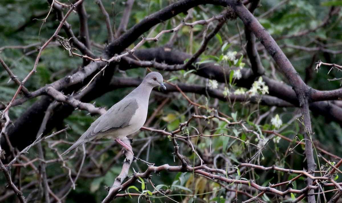 White-tipped Dove (brasiliensis Group) - Jay McGowan