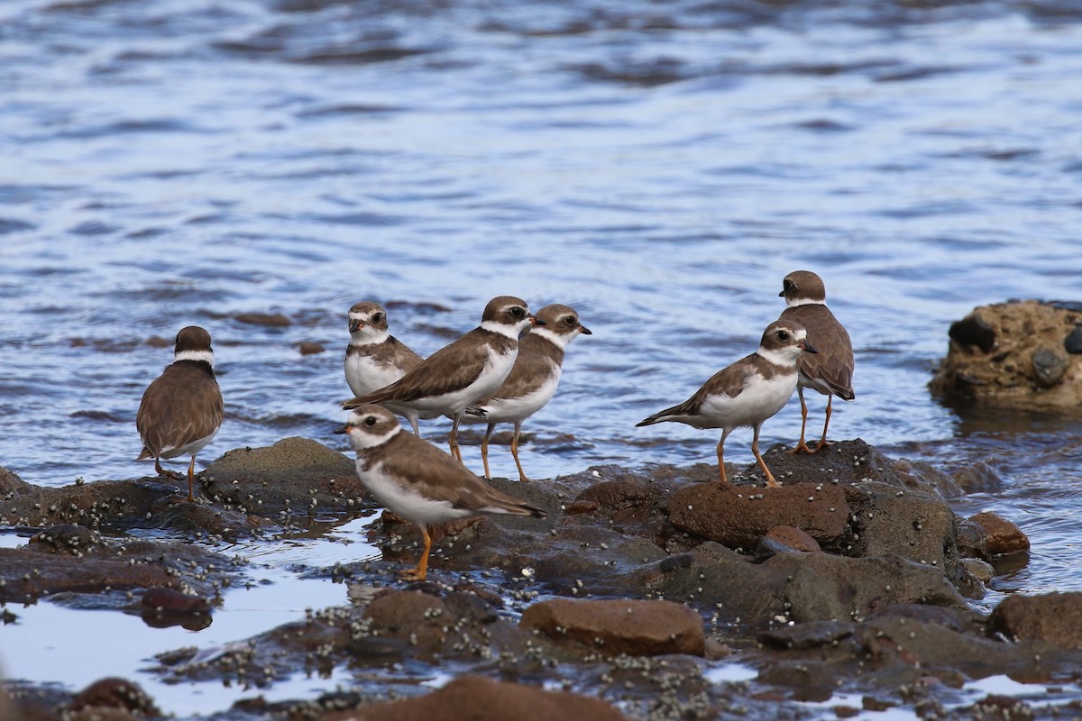 Semipalmated Plover - ML168626771