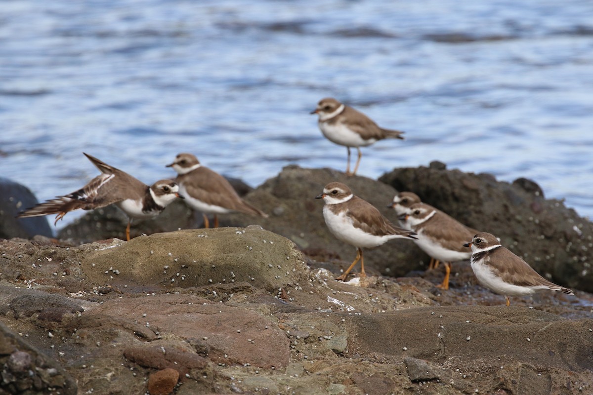 Semipalmated Plover - ML168626781