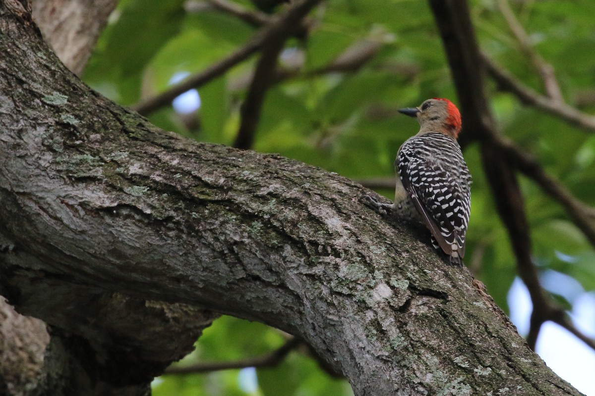 Red-crowned Woodpecker - Alan Henry