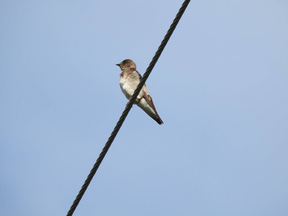 Northern Rough-winged Swallow - Sylvia Craig