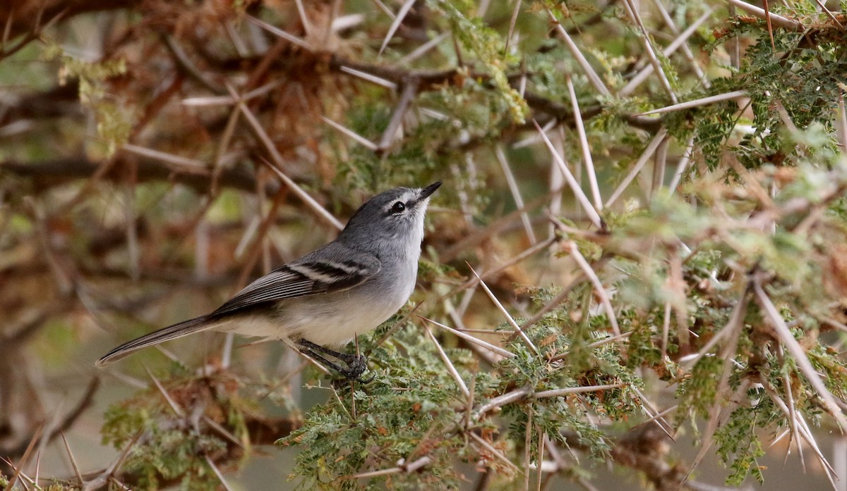 White-crested Tyrannulet (White-bellied) - Jay McGowan