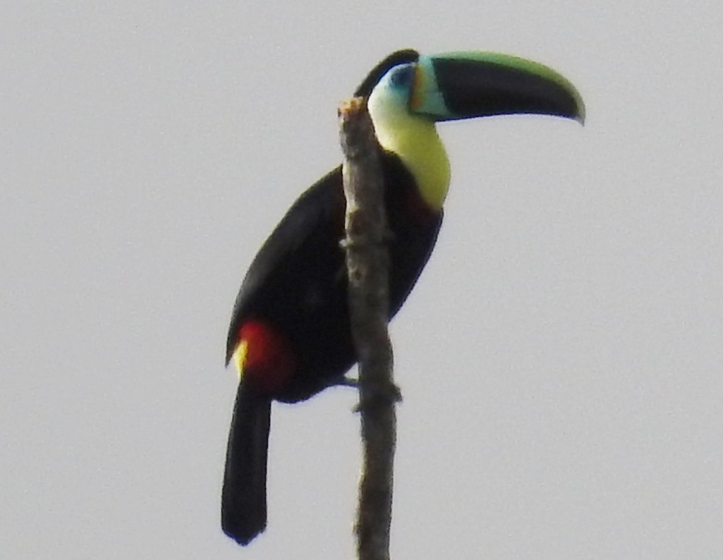 Channel-billed Toucan (Citron-throated) - ML168629471