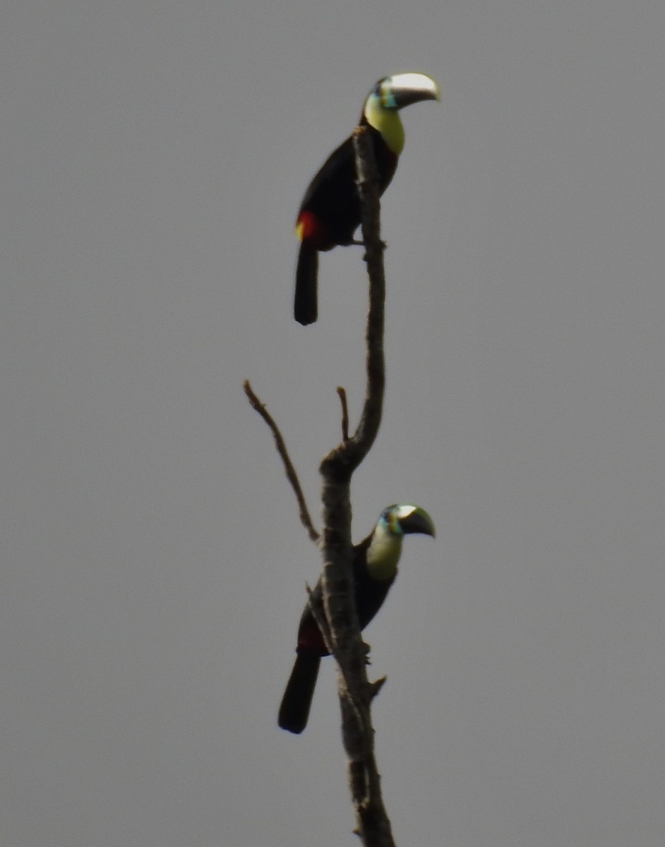 Channel-billed Toucan (Citron-throated) - ML168629541