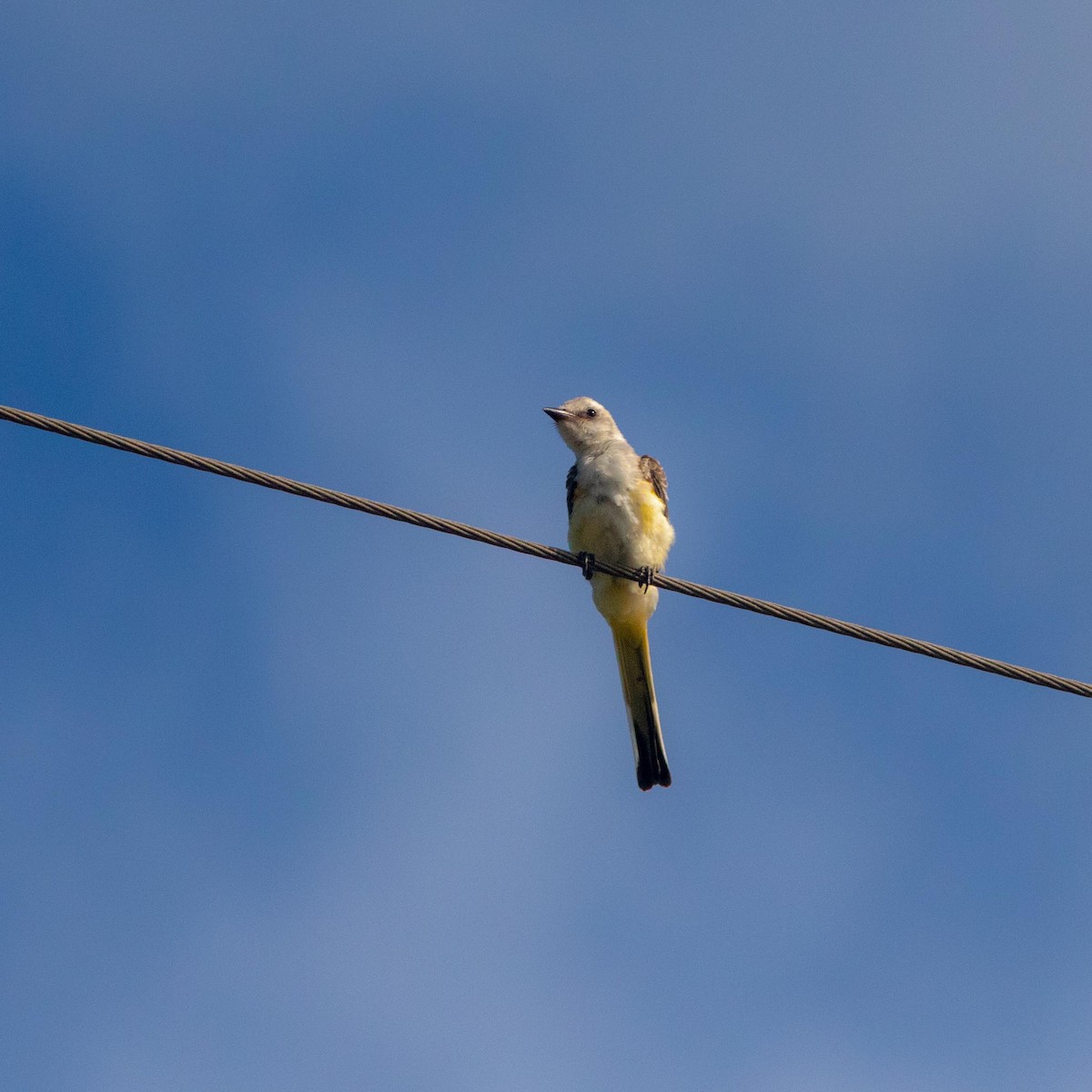 Scissor-tailed Flycatcher - Skip Cantrell