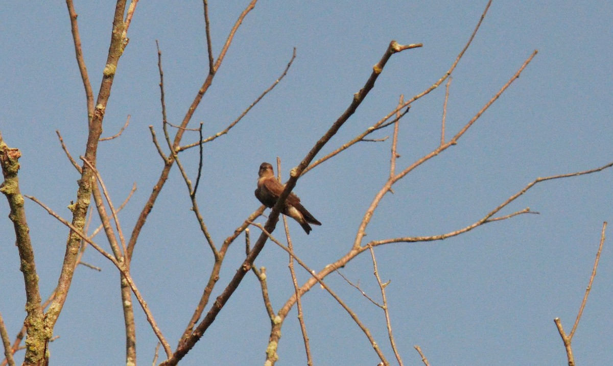 Northern Rough-winged Swallow - ML168630851